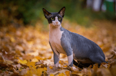 Sphynx Cats